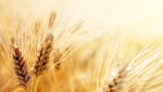 Wheat field